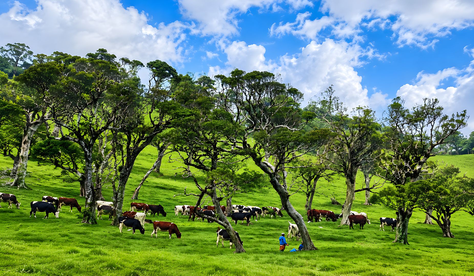 Ambewela Farm
