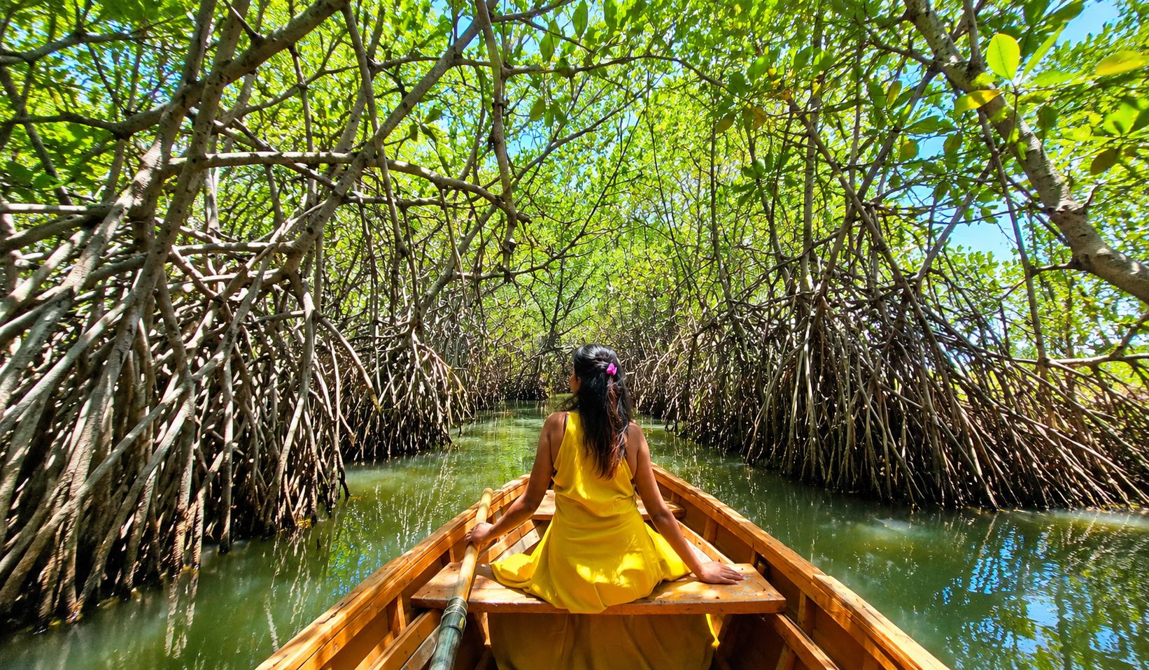 River  Mangrove Safari